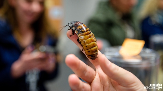 Inwazja owadów odbywa się w ramach akcji Wiosna Biologów, którą zorganizował Wydział Biologii Uniwersytetu Szczecińskiego.