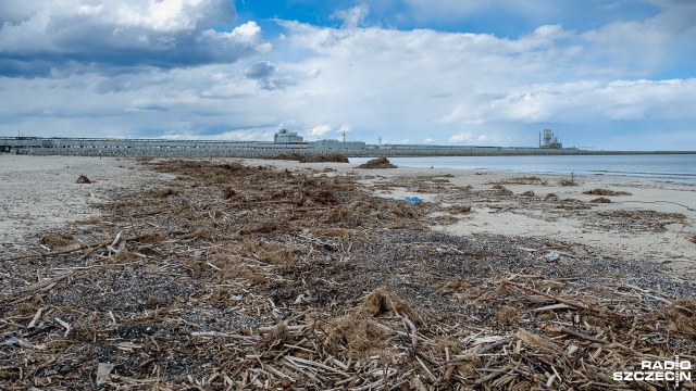 Wyschnięte glony, fragmenty drzew, a nawet kości zwierzęce od miesięcy zalegają na plaży w świnoujskiej części wyspy Wolin - skarżą się spacerowicze.