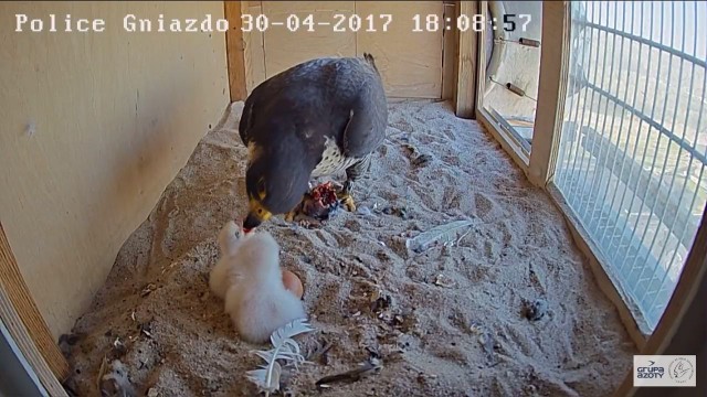 Drapieżna rodzina mieszka w gnieździe na kominie tamtejszych zakładów chemicznych, 80 metrów nad ziemią. W środku zamontowano dwie kamery, dzięki temu sokoły można podglądać na żywo. Pierwsze jajo pojawiło się w połowie marca.