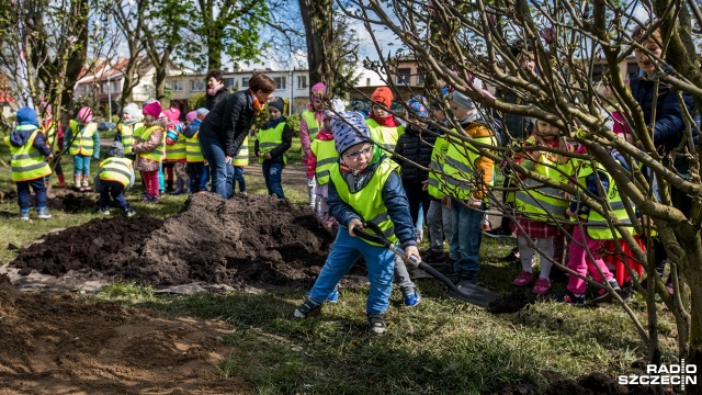 Szczecińskie przedszkolaki posadziły we wtorek drzewka magnolii na skwerze u zbiegu ulic Krakowskiej i Poronińskiej na Gumieńcach.