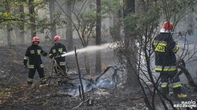 W polskich lasach utrzymuje się zagrożenie pożarowe. To efekt rosnących temperatur w porównaniu do wcześniejszych tygodni i mniejszej skali opadów.