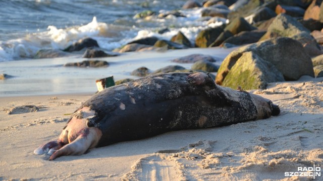 Martwą fokę znaleziono na plaży zachodniej w Kołobrzegu. Leżące na brzegu zwierzę zauważyli w czwartek wieczorem spacerowicze. Na miejsce przyjechała straż miejska.