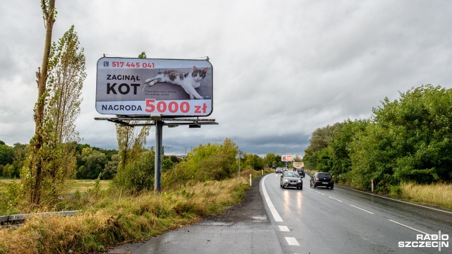 Billboard z informacją o zaginionym kocie i nagrodzie dla znalazcy - pięciu tysiącach złotych - stanął przy Dziewokliczu w Szczecinie.
