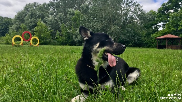 Wybieg dla psów powstaje na osiedlu Majowym na prawobrzeżu Szczecina. Na plac budowy przy ul. Botanicznej weszła już firma, która w pierwszej kolejności zajmie się porządkowaniem terenu.