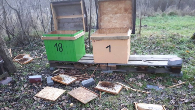 Serce krwawi i płakać się chce - mówi Mirosław Kaszuba, właściciel pasieki z Dębna. W środę nieznani sprawcy zniszczyli 21 uli.