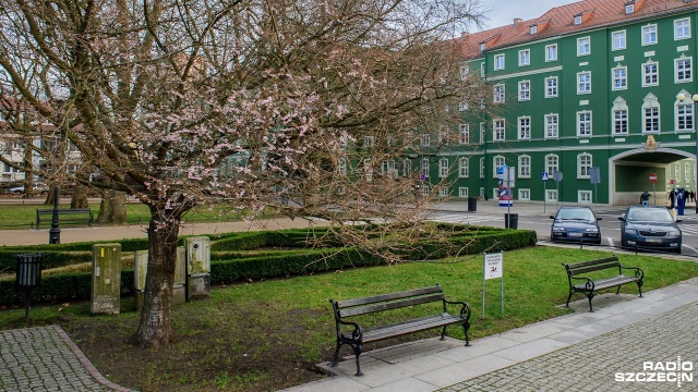 Wiosna zawitała do Szczecina - tak można pomyśleć, bo na Jasnych Błoniach zakwitło drzewo. Wiśnia japońska wypuściła białe kwiaty. Mieszkańcy są zaskoczeni. Przyrodnicy przyznają, że to wyjątek.