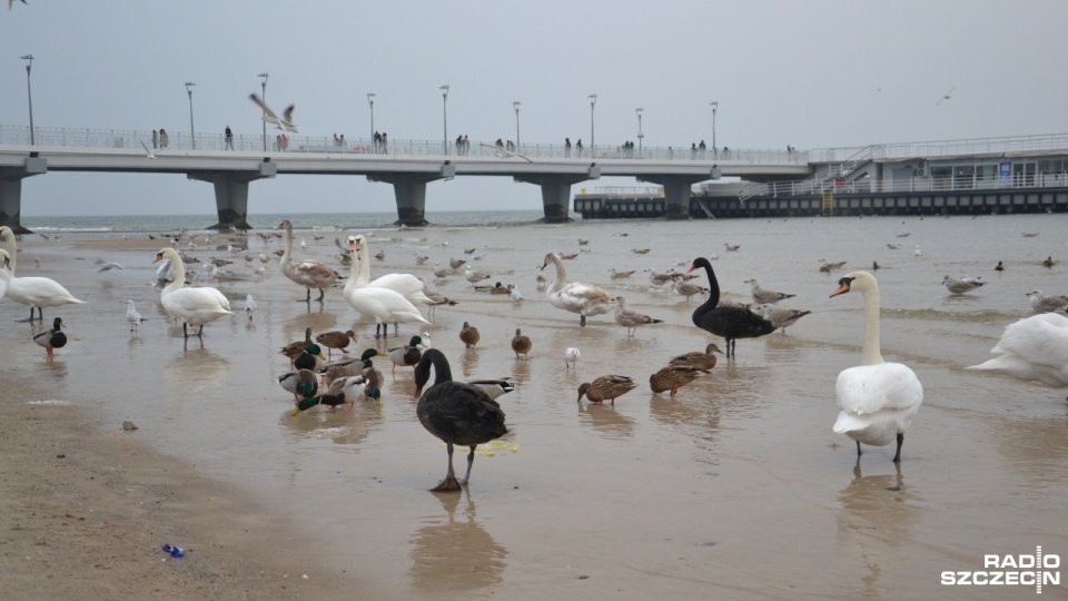 Dwa czarne łabędzie na plaży w Kołobrzegu. Fot. Przemysław Polanin [Radio Szczecin]