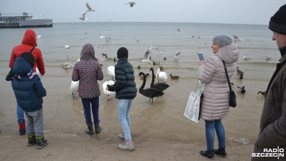 Łabędzie budzą duże zainteresowanie wśród turystów i mieszkańców spacerujących po kołobrzeskiej plaży. Fot. Przemysław Polanin [Radio Szczecin]