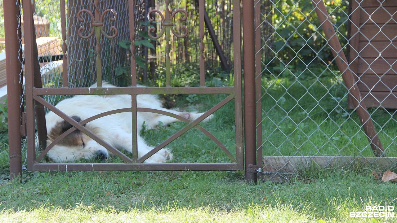 Nawet do pięciu lat więzienia grozi za znęcanie się nad zwierzętami ze szczególnym okrucieństwem.