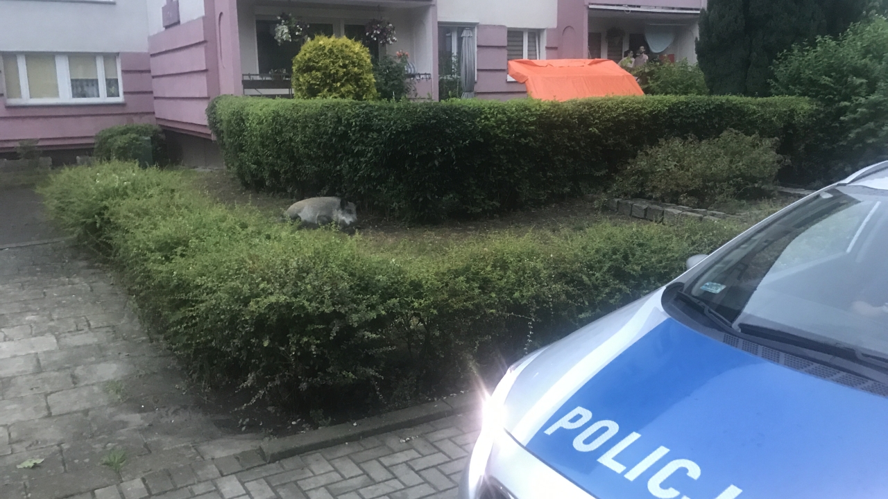 Nie udało się złapać młodego dzika z osiedla Bukowego w Szczecinie. O sprawie informowaliśmy we wtorek. Zwierzę od kilku tygodni grasuje w okolicach ulicy Brązowej, prawdopodobnie w poszukiwaniu jedzenia. Nasi słuchacze poinformowali nas, że mieszkańcy osiedla rzucają w kilkumiesięcznego dzika kamieniami.