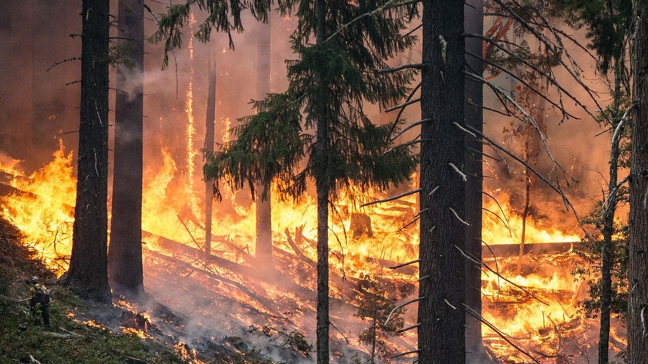 Do 48 wzrosła liczba śmiertelnych ofiar pożarów w amerykańskiej Kalifornii. Pożary są najtragiczniejsze w historii stanu. W ciągu ostatniej doby służby ratownicze znalazły kolejne sześć ciał.