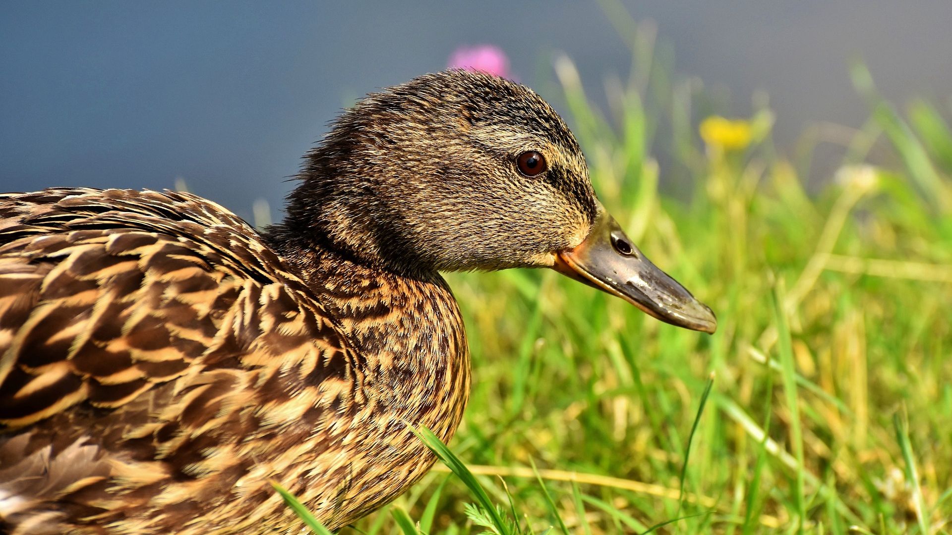 Pierwszy w Polsce przypadek wirusa ptasiej grypy H5N5 u dzikiej kaczki wykryto w województwie zachodniopomorskim. Padłego ptaka znaleziono na plaży w Mielnie.