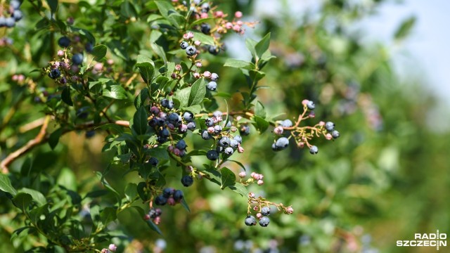 Polscy plantatorzy, zaraz po Hiszpanach, są największymi eksporterami borówki amerykańskiej w Europie. Sprzedajemy ten owoc m.in. do Anglii, Austrii czy Danii.