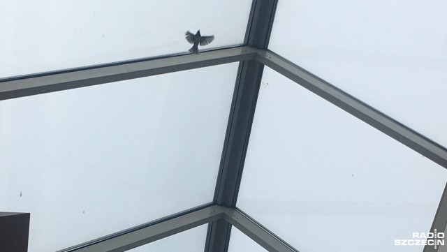 Trzy wróble zadomowiły się w centrum handlowym Galaxy w Szczecinie. Chodzi między innymi o drugie piętro galerii, na którym znajdują się restauracje.