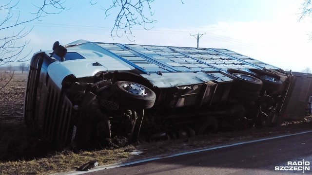 Ciężarówka wioząca trzodę chlewną przewróciła się na drodze wojewódzkiej nr 163 między Czaplinkiem a Połczynem-Zdrojem. Do zdarzenia doszło w piątek przed godziną 10.