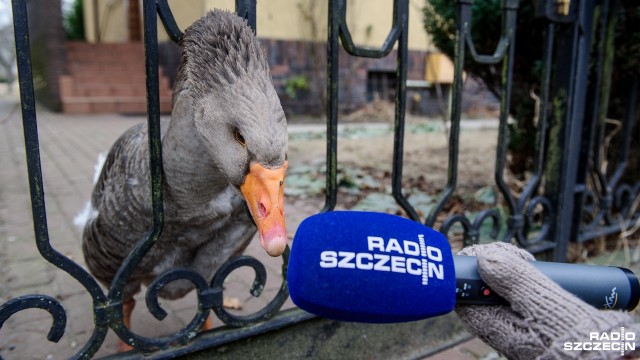 Mieli już psa i kota, teraz domu na szczecińskim Pogodnie, zamiast groźnego Azora, pilnuje Tosiek i Tośka. To półdzikie, sięgające do pasa gęsi. To atrakcja osiedla.