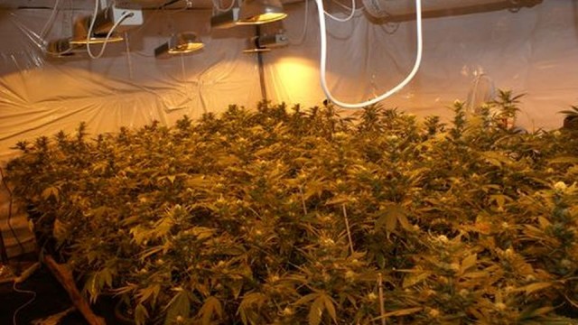 W hiszpańskiej Gandii policja zlikwidowała plantację konopi i zabezpieczyła ponad 10 kg marihuany. Za produkcją narkotyków stał polski gang, w którego rozbicie włączyli się nie tylko miejscowi mundurowi, ale też CBŚP i Europol.