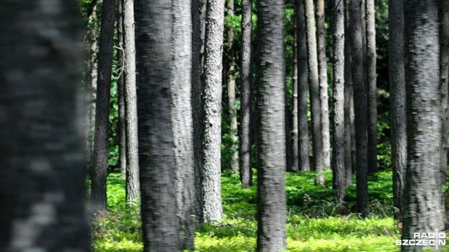Od 1 kwietnia osoby niepełnoletnie nie mogą brać udziału w polowaniach, myśliwi mają obowiązek przechodzenia okresowych badań lekarskich, a właściciel może zakazać polowania na swojej działce. W życie wchodzi znowelizowane prawo łowieckie. Ustawę kilka dni temu podpisał prezydent.