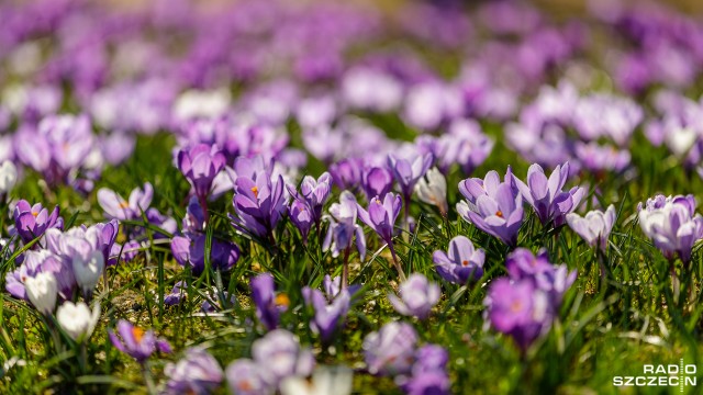 Tatrzański Park Narodowy szuka osób, które w weekendy pilnowałyby, żeby turyści nie rozdeptywali krokusów. Kwiaty co roku są niszczone przez tych, którzy - wbrew pozorom - przyjeżdżają, aby je podziwiać.