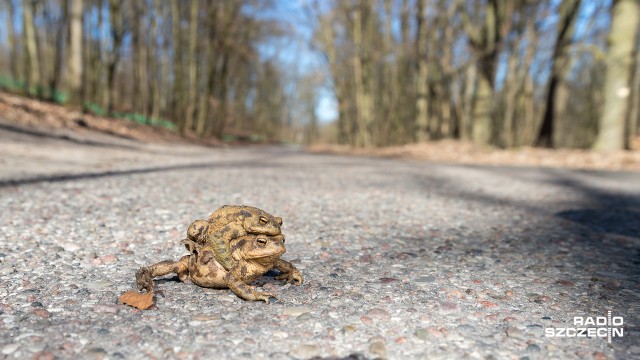 Zjadają osy, komary i stonkę - niestety co roku pod kołami aut giną ich tysiące. Ruszyła wiosenna akcja przenoszenia w bezpieczne miejsce, objętych ochroną, ropuch szarych czyli Bufo bufo.