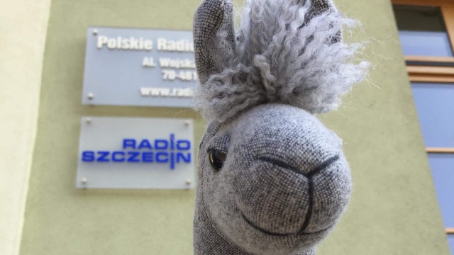 Pochodzą z krainy Palama, mają swoją kawiarnię, szpital i media: to robione ręcznie lamy-maskotki stworzone przez szczecińską firmę AŻ studio. Twórcy zostali docenieni przez Radę Ekspertów podczas 8. edycji plebiscytu Must Have, który odbywa się przy okazji Łódź Design Festival. To jedyna firma z naszego miasta, która dostała się do tego konkursu.