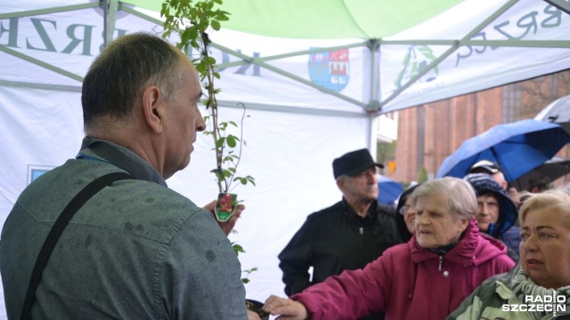 Ponad 800 sadzonek trafiło do mieszkańców Kołobrzegu rozdano je za darmo przed ratuszem. Akcję zorganizował Urząd Miasta, a chętnych nie brakowało pomimo padającego deszczu.