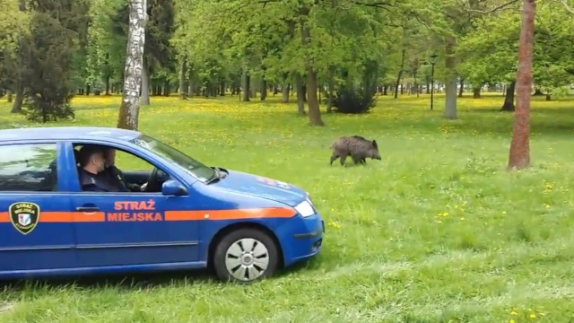 Jeśli majówka na dziko - to w Stargardzie. A dokładniej, w tamtejszym Parku Batorego. Na majówkowy spacer wybrał się tam gość prosto z lasu. Co więcej, szybko doczekał się towarzystwa, bo w dziką pogoń ruszyli za nim strażnicy miejscy.