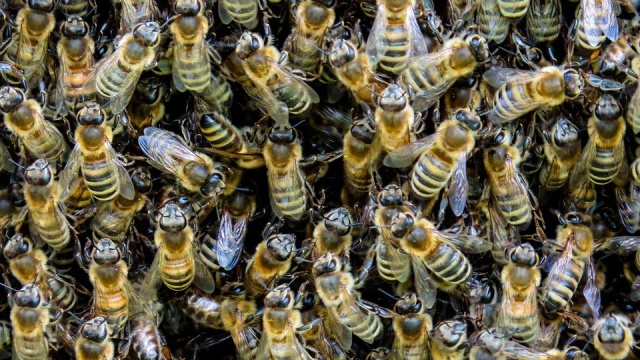 Pszczoły zaatakowały dzieci w Wolinie - interweniowało pogotowie lotnicze. Do zdarzenia doszło w poniedziałek przed południem na boisku szkolnym przy ul. Spokojnej.