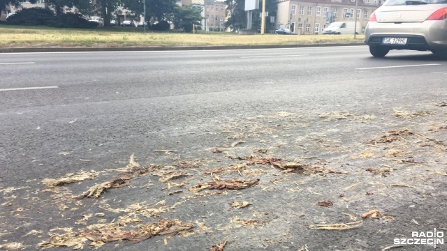 Śmierdzi w rejonie Trasy Zamkowej na wjeździe do centrum Szczecina. To z powodu porozrzucanych tam resztek mięsa - prawdopodobnie kurzego.