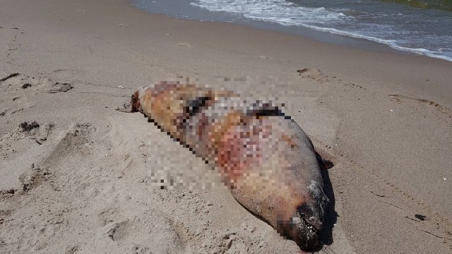 Kolejna martwa foka nad Bałtykiem - informują nasi słuchacze. Zwierzę znaleziono w sobotę na plaży w Lubiewie koło Międzyzdrojów.