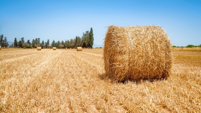 Szwedzi chcą kupić siano z Polski