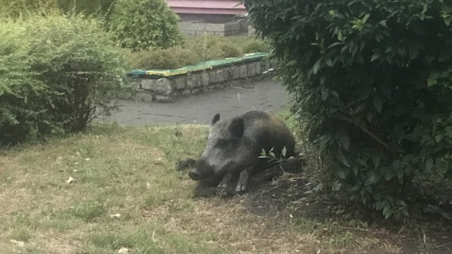 Młody dzik od kilku tygodni grasuje po osiedlu Bukowym w Szczecinie, prawdopodobnie w poszukiwaniu jedzenia. Jak mówi nasza słuchaczka Julia Dzierbicka, mieszkanka osiedla oraz wolontariuszka organizacji OTOZ Animals, dzieci rzucają w niego kamieniami za przyzwoleniem dorosłych.