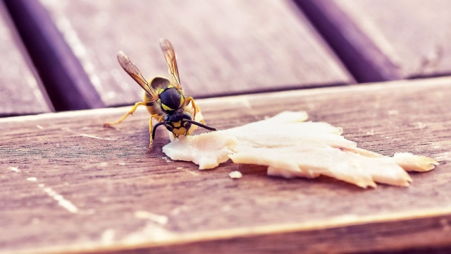 Uwaga na osy. Owadów tych, szczególnie nad morzem, jest więcej niż zazwyczaj, są też bardziej agresywne - tak o sprawie mówili słuchacze naszej audycji interwencyjnej Czas Reakcji.