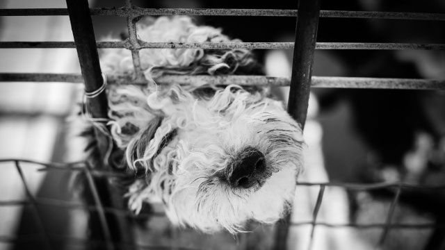 Prokuratura umorzyła postępowanie w sprawie Tomasza D., który prowadził hodowlę psów w Szczecinie. Towarzystwo Opieki nad Zwierzętami złożyło we wtorek zażalenie na tę decyzję.