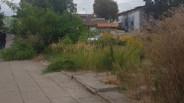 Działka po targowisku, w Szczecin Dąbiu, będzie wystawiona na sprzedaż - zapowiedział w naszej audycji interwencyjnej Czas reakcji rzecznik miasta ds. mieszkalnictwa Tomasz Klek. Na razie teren przy ul. Dziennikarskiej jest niezagospodarowany, są tam śmieci, pozostałości po pawilonach i kilkumetrowe chwasty.