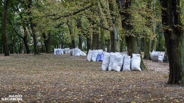 Rusza pierwsze grabienie liści kasztanowca w Szczecinie. Po zgrabieniu, liście z poczwarkami szrotówka kasztanowcowiaczka zostaną zutylizowane.