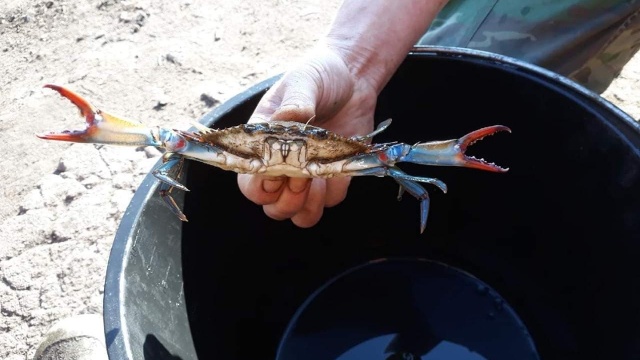 Pochodzi z Oceanu Atlantyckiego, a znalazł się w Jeziorze Dąbie. Chodzi o niebieskiego kraba, którego 11 października wyłowiono z ujścia Duńczycy. To Kalinek Błękitny.