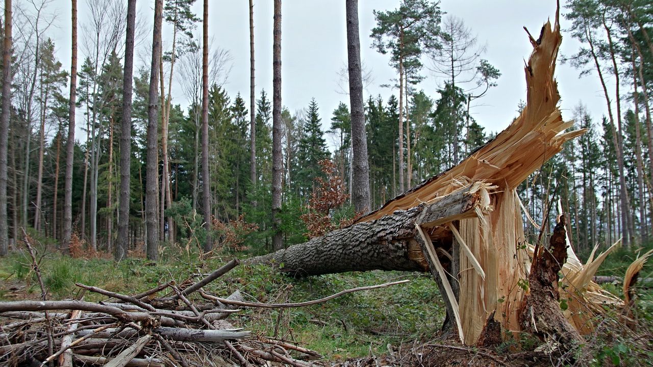 Ponad 4100 razy interweniowali strażacy po wichurach, które przechodzą przez Polskę. Jedna osoba nie żyje, a siedem, w tym jeden strażak, jest rannych.