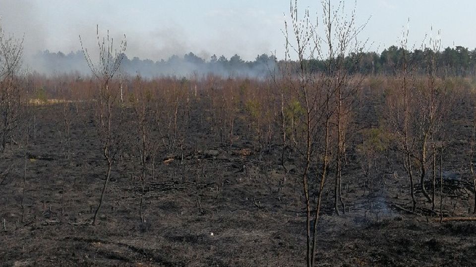 Trwa dogaszanie pożaru w miejscowości Niedźwiedź pod Stargardem. Działania mogą potrwać jeszcze co najmniej do południa.
