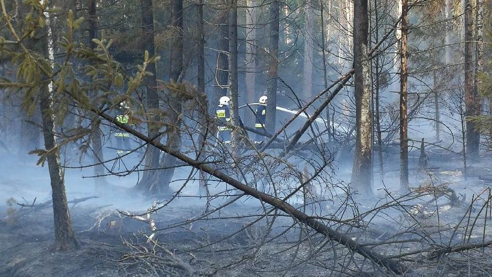 Około 30 jednostek Straży Pożarnej gasi pożar lasu na poligonie w Drawsku Pomorskim. Systematycznie kolejne jednostki są dosyłane na miejsce, bo ogień wciąż się rozprzestrzenia. Obecnie pożar obejmuje kilkadziesiąt hektarów.