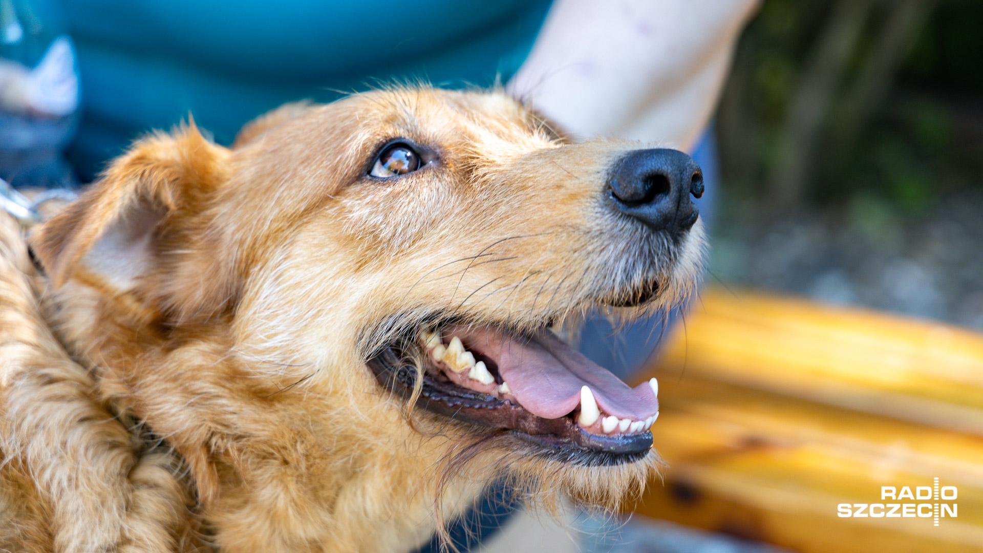 Zamknięcie schroniska w niedziele niehandlowe nie wpłynie na liczbę adopcji zwierząt. Tak Ewa Mrugowska tłumaczyła swoją ostatnią decyzję.