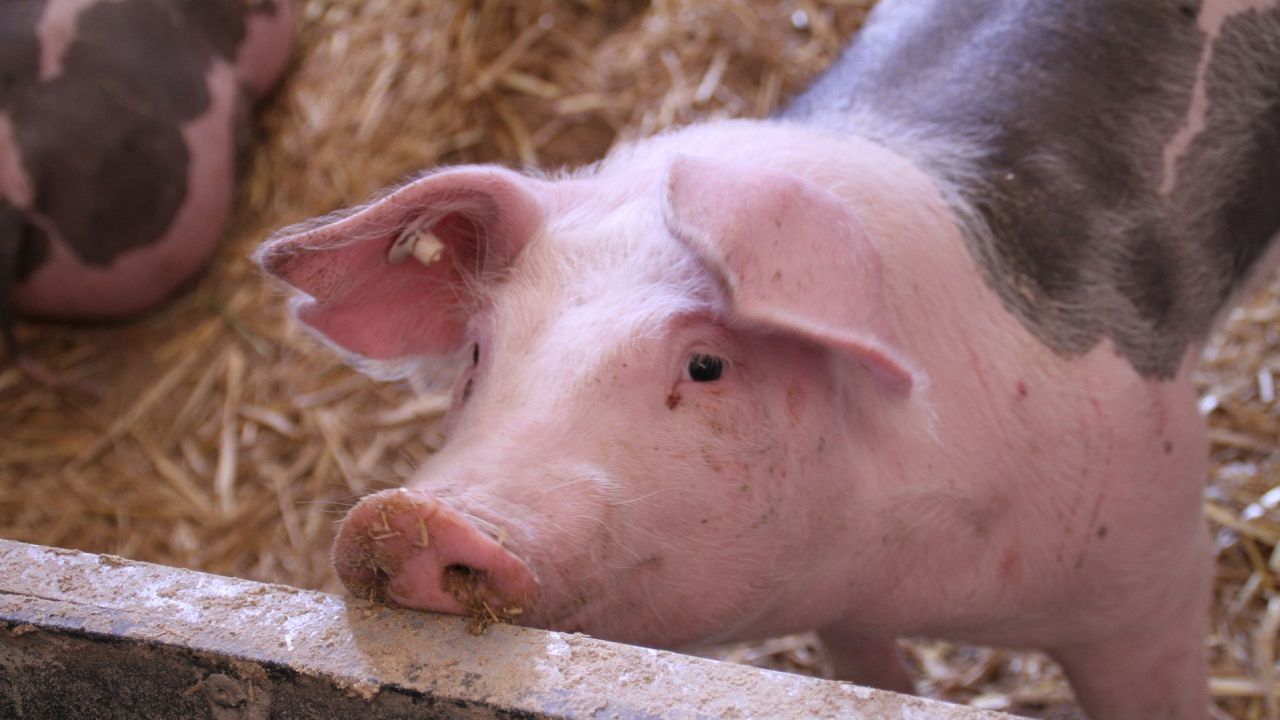ASF, rosnące ceny nawozów i pasz - wszystko to powoduje, że hodowla świń jest coraz mniej opłacalna. Fot. pixabay.com / tomwieden (CC0 domena publiczna)