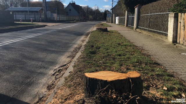 Trwa wycinka drzew pod budowę ścieżki rowerowej, chodników i ronda w Wołczkowie. Część mieszkańców popiera inwestycję uznając, że bezpieczeństwo jest najważniejsze.