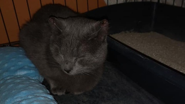 Ktoś bestialsko przyciął kotu uszy i go porzucił - Fundacja Animals Przystań Świnoujście prosi o pomoc w znalezieniu sprawcy.