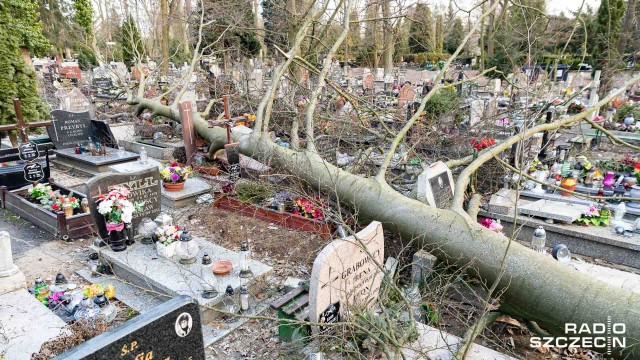 40 powalonych drzew i zniszczone nagrobki - tak wygląda Cmentarz Centralny po poniedziałkowej wichurze w Szczecinie. Silne porywy łamały drzewa i gałęzie. Część z nich spadło i uszkodziło płyty.