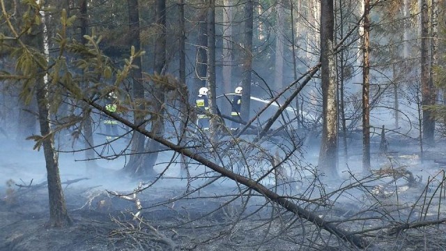 Straż pożarna walczy z ogniem w lesie, w miejscowości Niedźwiedź w powiecie stargardzkim. W akcji bierze udział 50 strażaków z województwa zachodniopomorskiego.