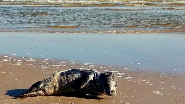 Na plaży w Świnoujściu spacerująca kobieta natknęła się na... fokę. W obawie o jej stan, powiadomiła - i tu ciekawostka - straż pożarną.