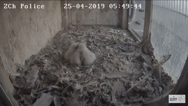 W marcu Pola złożyła jaja, a kilka dni temu wykluły się pisklęta. Sytuację w gnieździe na kominie w Zakładach Chemicznych Police można śledzić dzięki transmisji w internecie.
