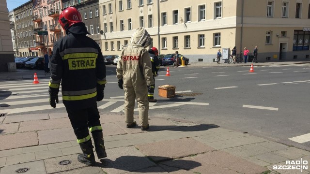 Zakończyła się akcja usuwania pszczół z centrum Szczecina. Owady po godzinie 11 pojawiły się na jezdni, na skrzyżowaniu ulic Pocztowej i 5 Lipca.