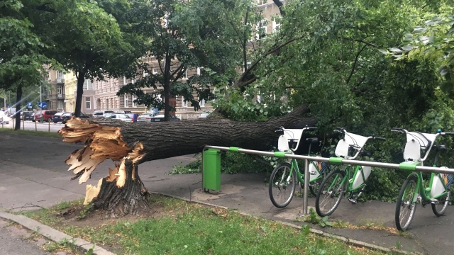 Ponad 100 zgłoszeń do powalonych drzew oraz zerwanych trakcji i linii energetycznych otrzymali strażacy. To efekt burzy, która znad Niemiec nadciąga do województwa zachodniopomorskiego.